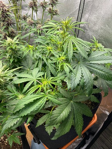Growreport Bild 15