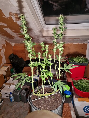 Growreport Bild 24