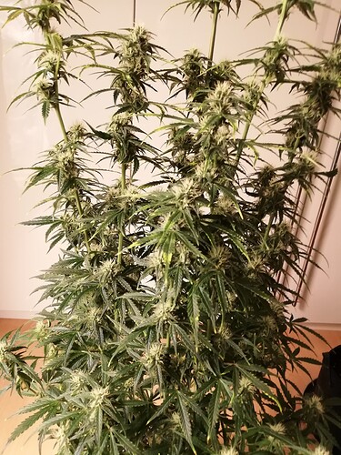 GG#1_231214-4