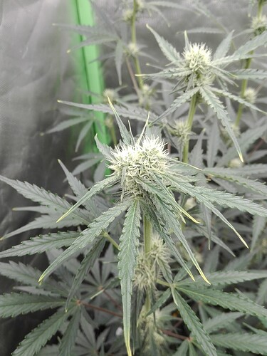 Growreport Bild 9