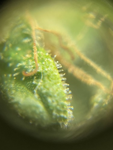 Growreport Bild 36