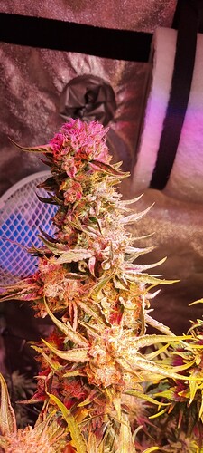 Growreport Bild 37
