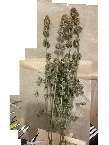 Growreport Bild 7