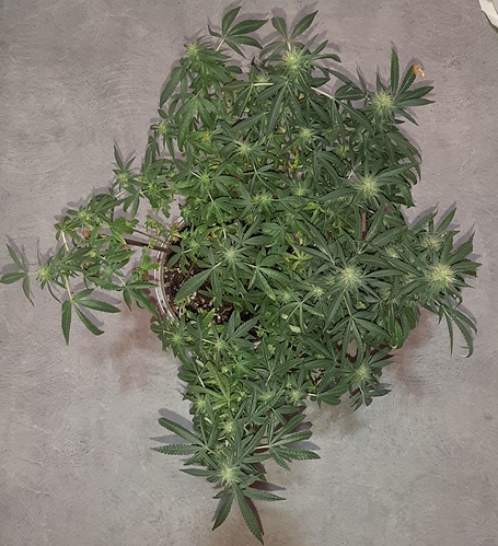 Growreport Bild 2