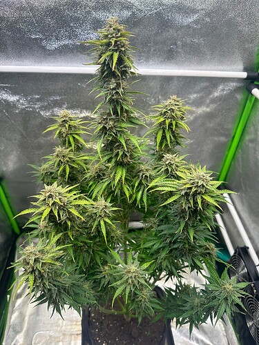 Growreport Bild 13