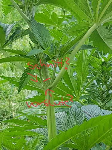 Growreport Bild 3