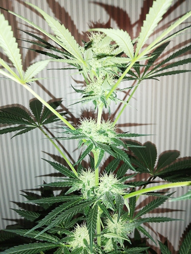 Growreport Bild 5