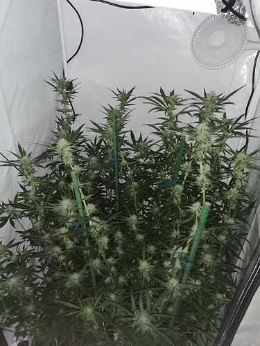 Growreport Bild 13