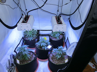 Fünf junge Cannabispflanzen in Stofftöpfen unter LED-Wachstumslichtern in einer Growbox.