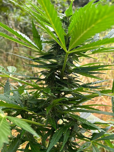 Growreport Bild 13