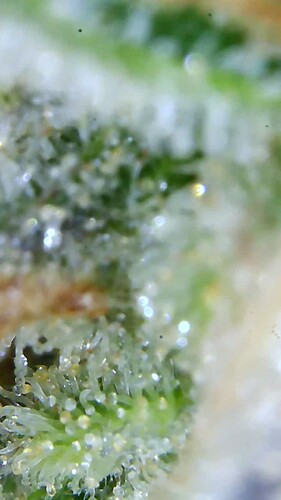Growreport Bild 30