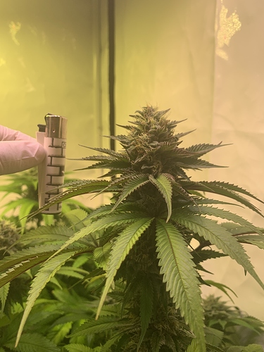 Growreport Bild 1