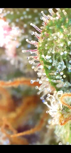Growreport Bild 32
