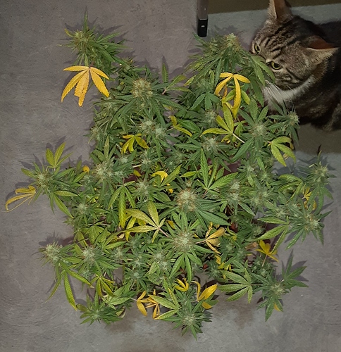 Growreport Bild 5
