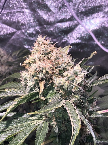Growreport Bild 3