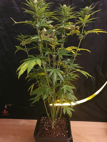 Growreport Bild 2