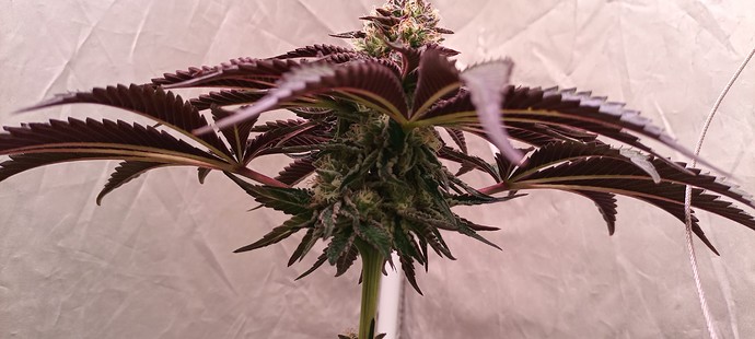 Growreport Bild 66