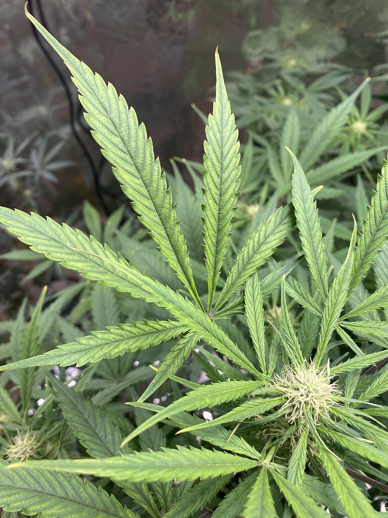 Mangel oder Überdüngung? GrowProbleme Forum
