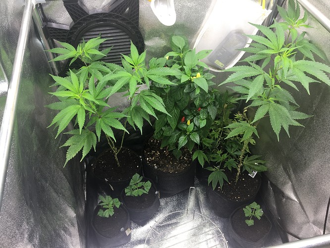 Growreport Bild 11
