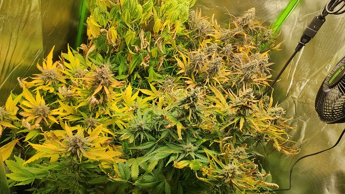 Growreport Bild 1