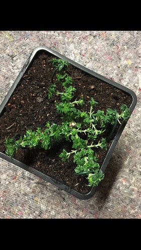 Growreport Bild 9