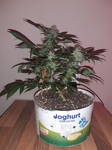 Growreport Bild 10