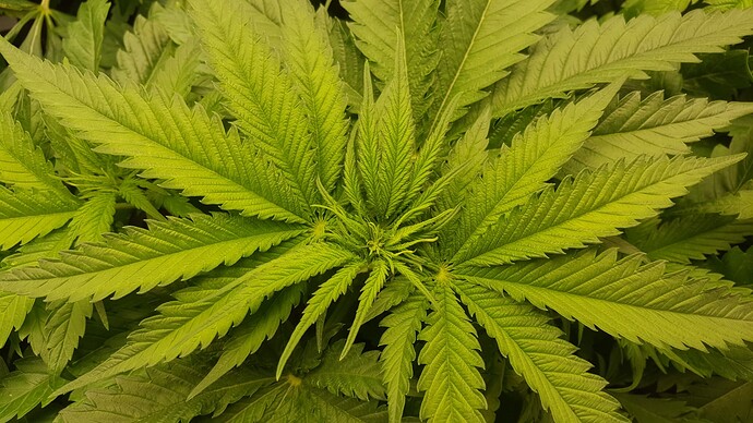 Growreport Bild 9