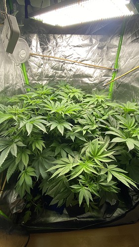 Growreport Bild 4