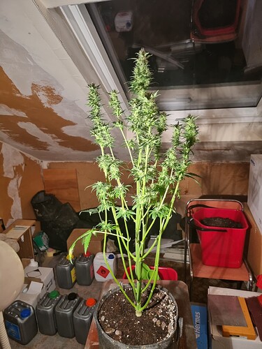 Growreport Bild 4