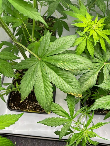 Growreport Bild 8
