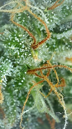 Growreport Bild 4