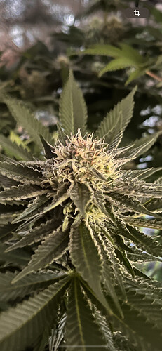 Growreport Bild 6