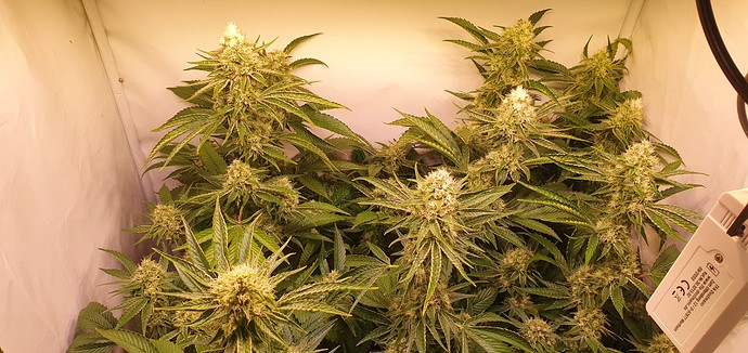 Growreport Bild 6
