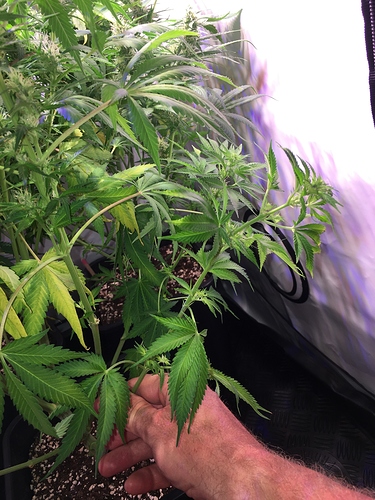 Growreport Bild 5