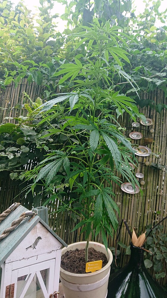 Autopot Multigrow- first soilgrow