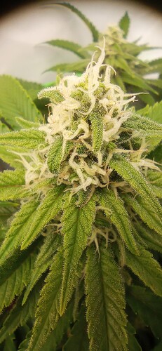 IMG_20240123_143311_1