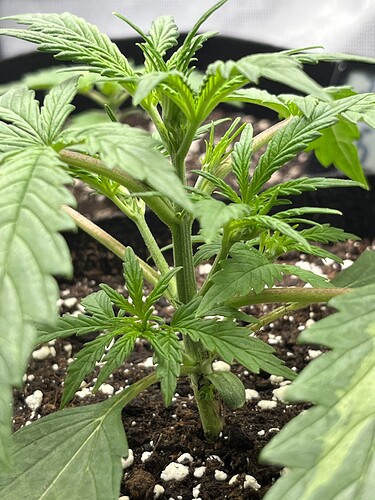 Growreport Bild 36