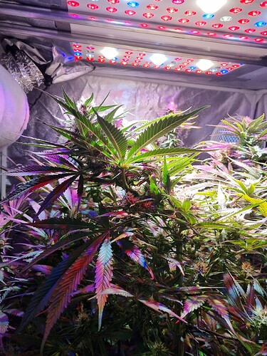 Growreport Bild 4