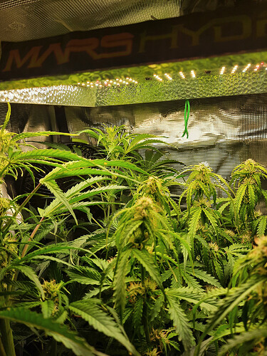 Growreport Bild 1