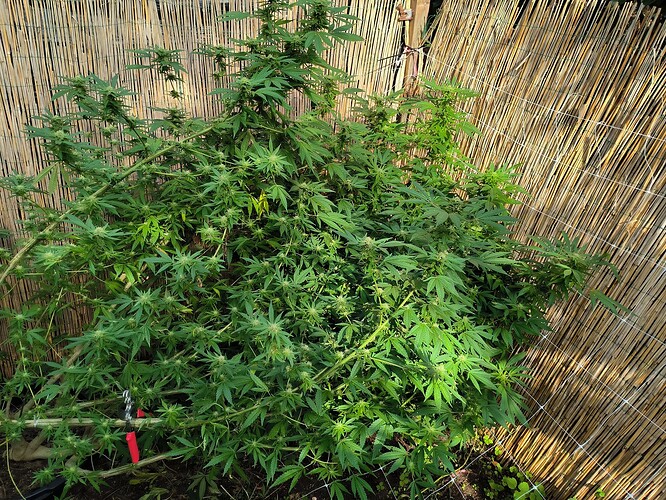 Growreport Bild 2