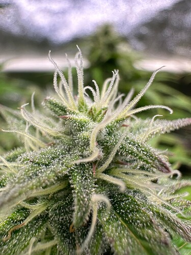 Growreport Bild 10