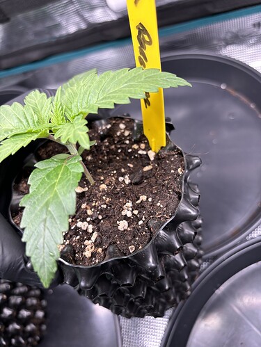 Growreport Bild 36