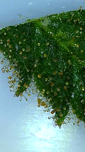 Growreport Bild 3