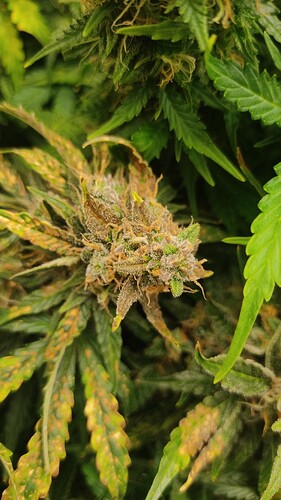 IMG_20220528_140231_1