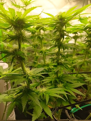 Growreport Bild 4