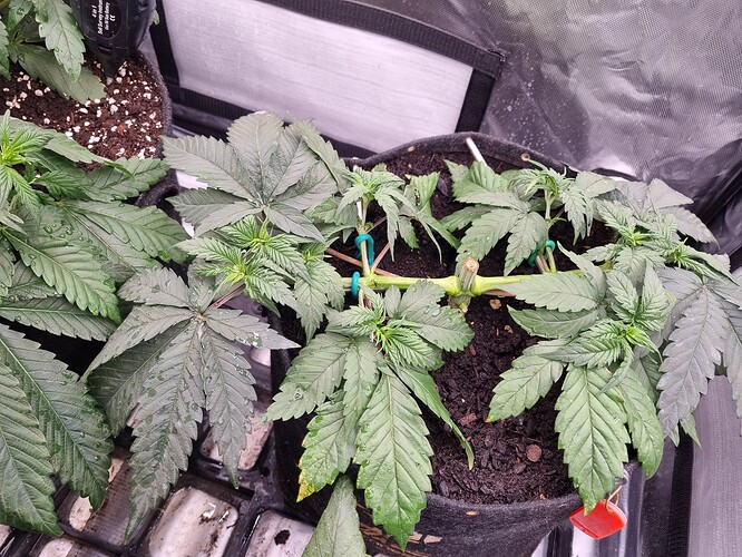 Growreport Bild 40