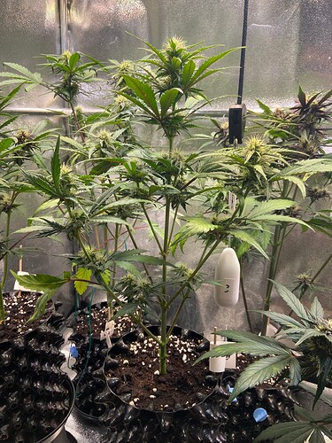 Growreport Bild 1