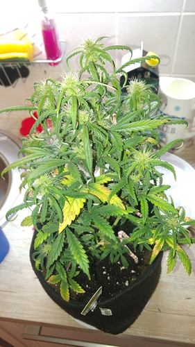 Growreport Bild 2