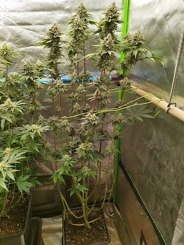 Growreport Bild 9