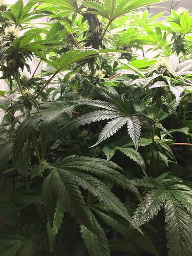 Growreport Bild 3